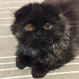 Користувачів Instagram підкорює живий аналог кота з мультика "Шрек"
