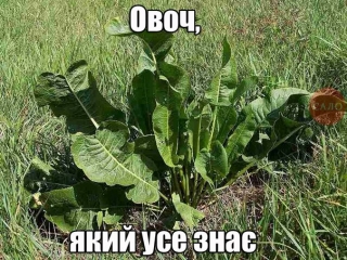 Всізнаючий