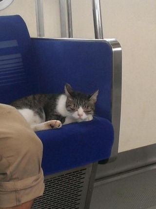 На околицях Токіо кіт вже три роки самотужки їздить на метро