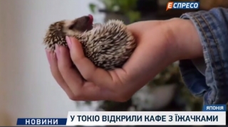 У Токіо відкрили кафе з їжаками