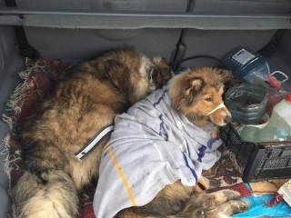 Тепла та ДУЖЕ добра історія: вірний пес два дні оберігав травмовану подругу