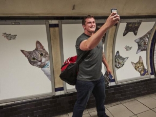 У Лондоні на одній станції метро всю рекламу замінили фотографіями котів