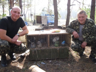 Голуби армії
