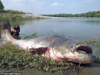 Фотофакт: Італійський рибалка зловив сома вагою 120 кілограмів