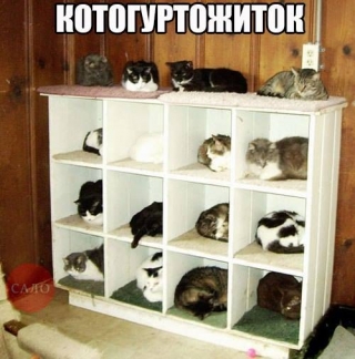 гуртожиток котів