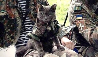 Сьогодні Всесвітній день кішок, улюбленців соцмереж