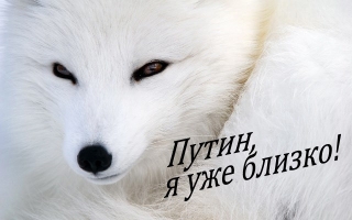 тваринка іде
