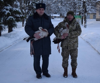 На полігоні Навчального центру Держприкордонслужби військовослужбовці врятували двох лелек