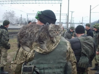 Живі подарунки з фронту. Солдати везуть додому бойових товаришів, з якими разом сиділи під обстрілами (фото)