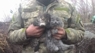 "Вусато-хвостатий" батальйон несе варту в зоні АТО