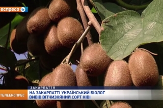 На Закарпатті український біолог вивів вітчизняний сорт ківі