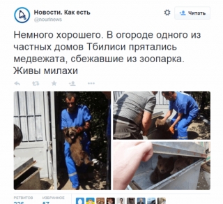 Це диво! Два ведмедика врятувалися від повені в Тбілісі : фотофакт